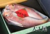 浜汐若狭甘鯛（アカアマダイ）大1尾